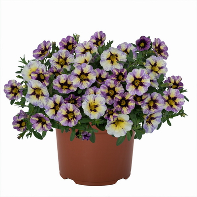 №2681 Калибрахоа Rainbow Blue