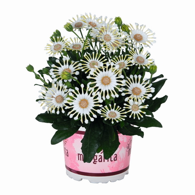 №2683 Остеоспермум Margarita Cream Spoon