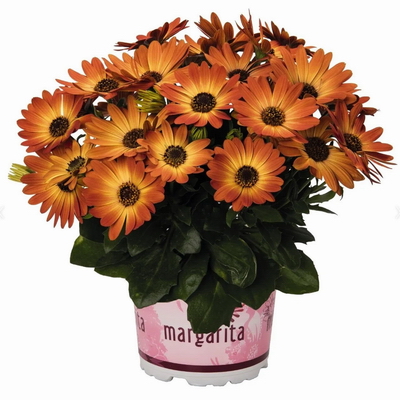 №2686 Остеоспермум Margarita Orange Flare