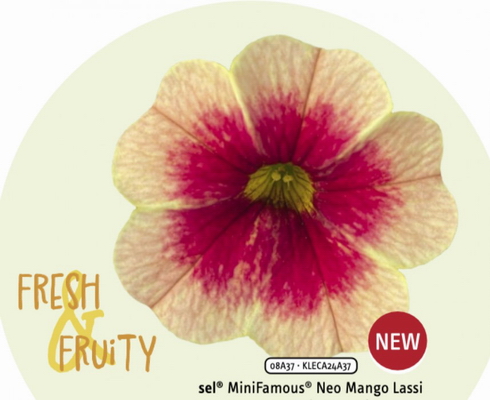 №2697 Калибрахоа Fresh & Fruity Mango Lassi