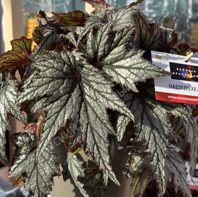 №2720 Бегония Spacestars Haedi