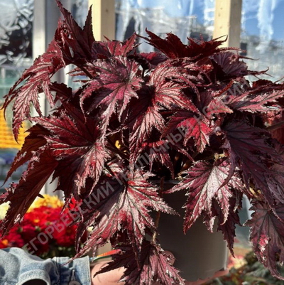 №2721 Бегония Spacestars Leda