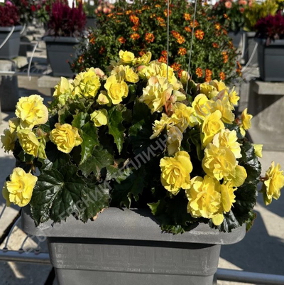 №2722 Бегония Elatior BEEL 4681