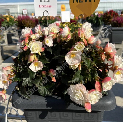 №2723 Бегония Elatior BEEL 4685