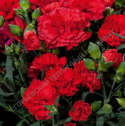 №2725 Гвоздика Colores Delio