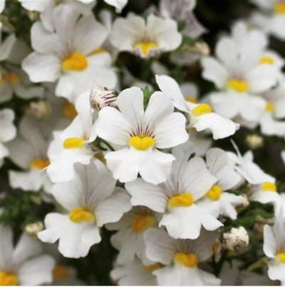 №2724 Немезия SUNSATIA PLUS Anona 2026