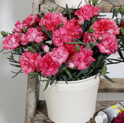 №2726 Гвоздика Colores Rosa