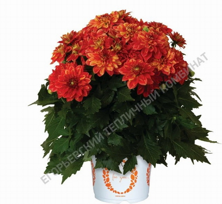 №2727 Георгина Novation Orange Bicolor