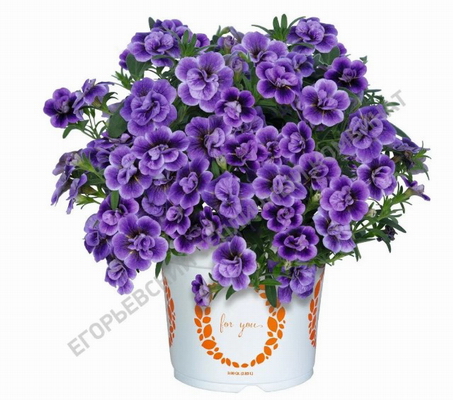 №2728 Калибрахоа Aloha Double Sky Blue