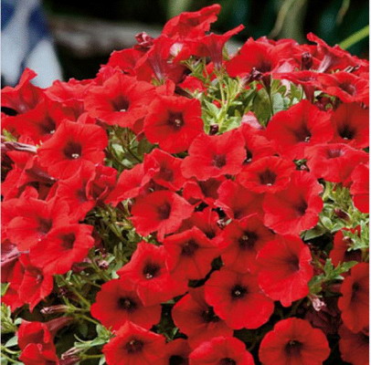 №2733 Петуния VERANDA Scarlet Impr.