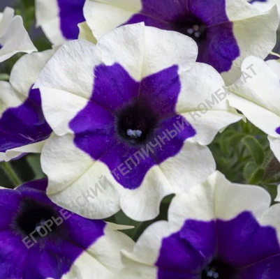 №2735 Петуния Crazytunia Inkblot