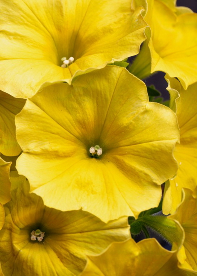 №2680 Петуния CRAZYTUNIA Yello