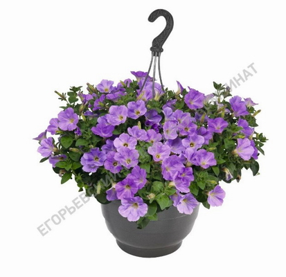 №2736 Петуния Sweetunia Blue Sky