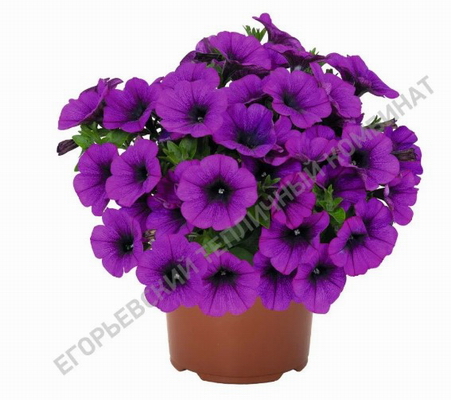 №2737 Петуния Sweetunia Lilac