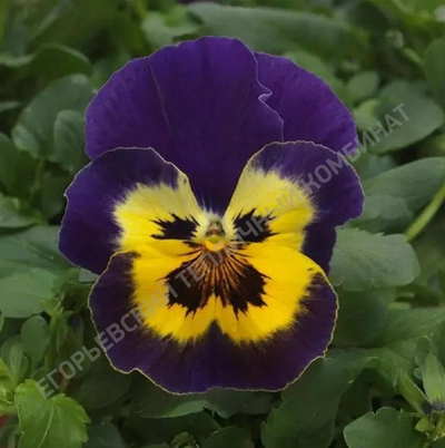 №2750 Виола амп. Топ Вейв Парпл Санберст