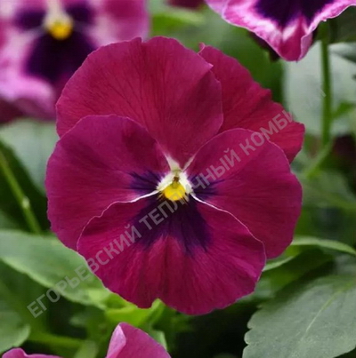 №2751 Виола амп. Топ Вейв Роуз Блотч