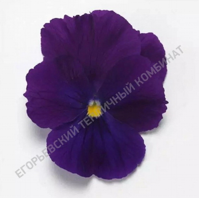 №2752 Виола амп. Топ Вейв Виолет