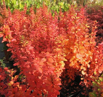 Барбарис тунберга Erecta