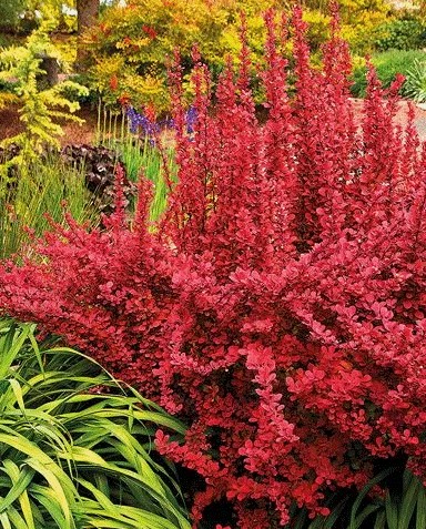 Барбарис тунберга Red Rocket