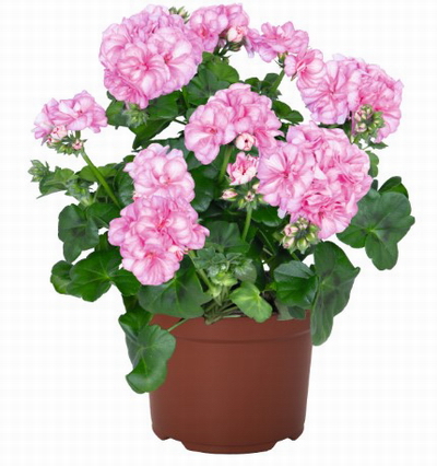 №2770 Пеларгония плющелистная Atlantic Pink Bicolor