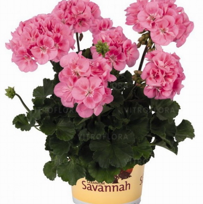 №2767 Пеларгония зональная Savannah Pink