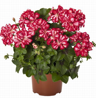 №2771 Пеларгония плющелистная Atlantic Red Star
