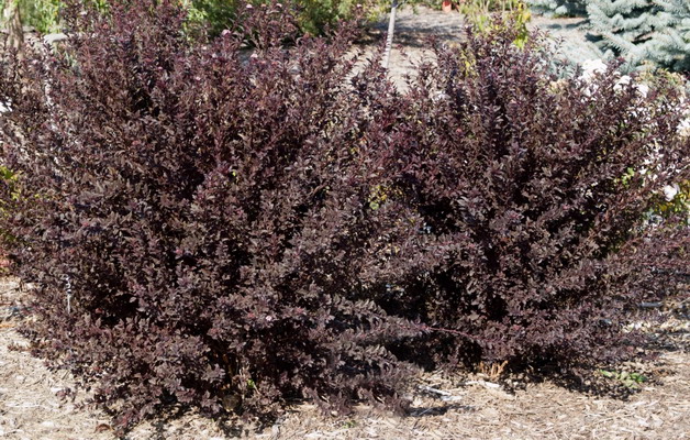 Пузыреплодник Little Devil