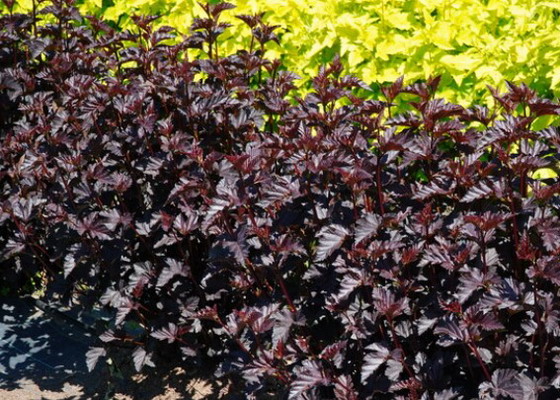 Пузыреплодник Midnight