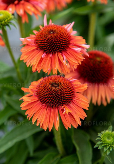 №2794 Эхинацея Meditation Orange