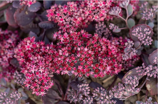 №2808 Седум Red Sparkle