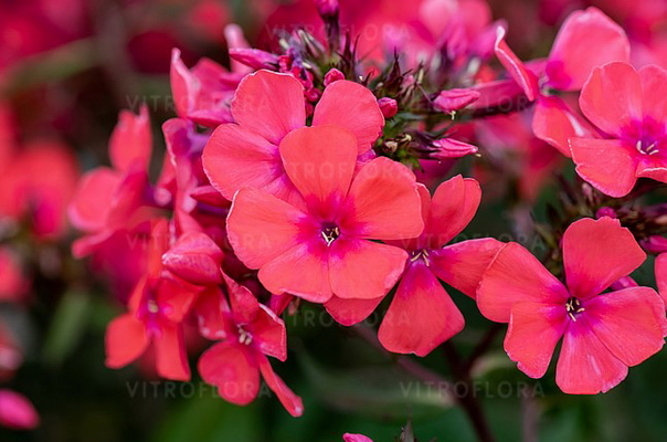 №2821 Флокс Spitfire