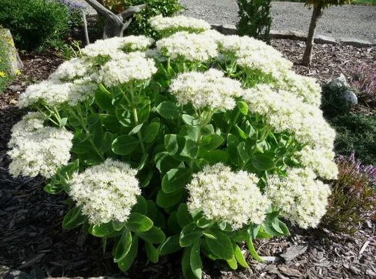 №2822 Седум Stardust