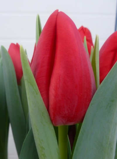 Тюльпан Red Stone (Ред Стоун)