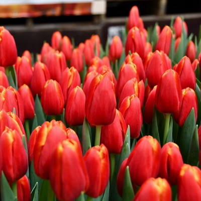 Тюльпан Power Play (Пауэр Плэй)