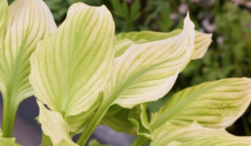 №2846 Хоста Lemon Feathers (размер М)