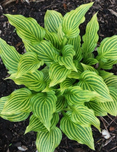 №2849 Хоста Siberian Tiger (размер М)