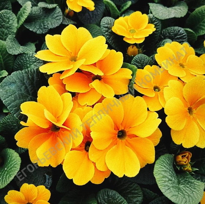 №2852 Примула Гетор Голдоранж