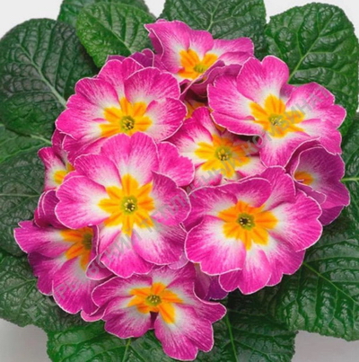 №2854 Примула Гетор Роуз Флейм