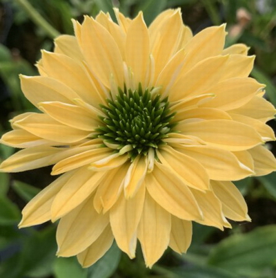 №2860 Эхинацея SunSeekers Limoncello