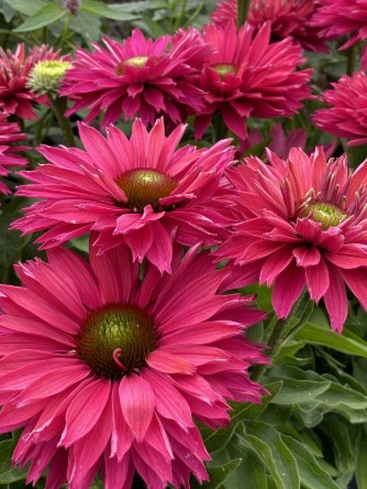 №2862 Эхинацея SunSeekers Pink Grapefruit