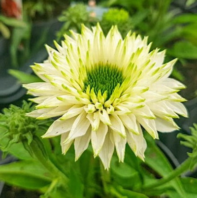 №2864 Эхинацея SunSeekers White Perfection