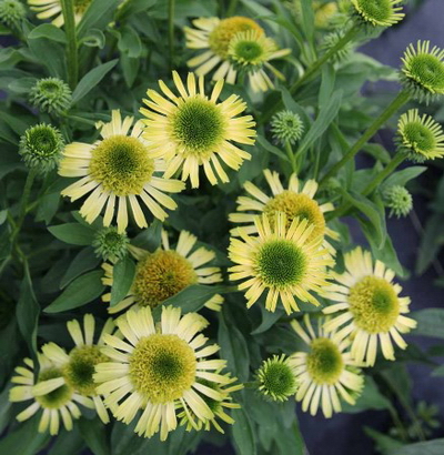 №2865 Эхинацея Supreme Lime