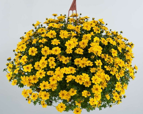 №2667 Биденс Yellow Sunshine