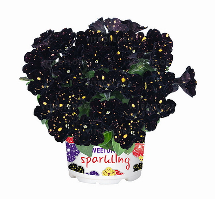 №2691 Петуния Sparkling Night