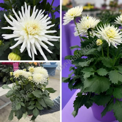 №2974 Георгины XXL Cactus White