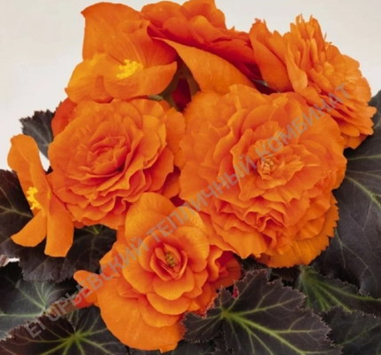 №2982 Бегония Mocca Bright Orange